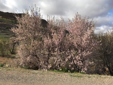 Almond Blossom in full bloom